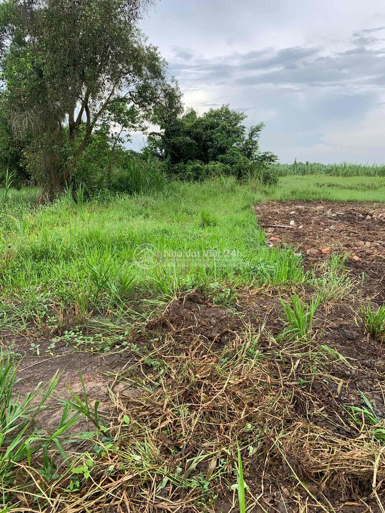 Đất 5x25 Đường Ô tô, Hướng Thọ Phú, Phường Long An, Tây Ninh.