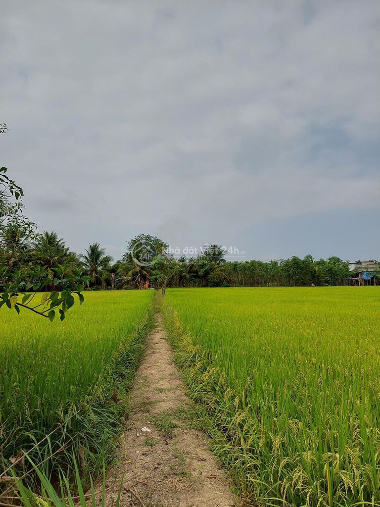 Bán đất xã Tân Trung, Gò Công, Tiền Giang + tặng thêm 1 căn nhà cấp 4