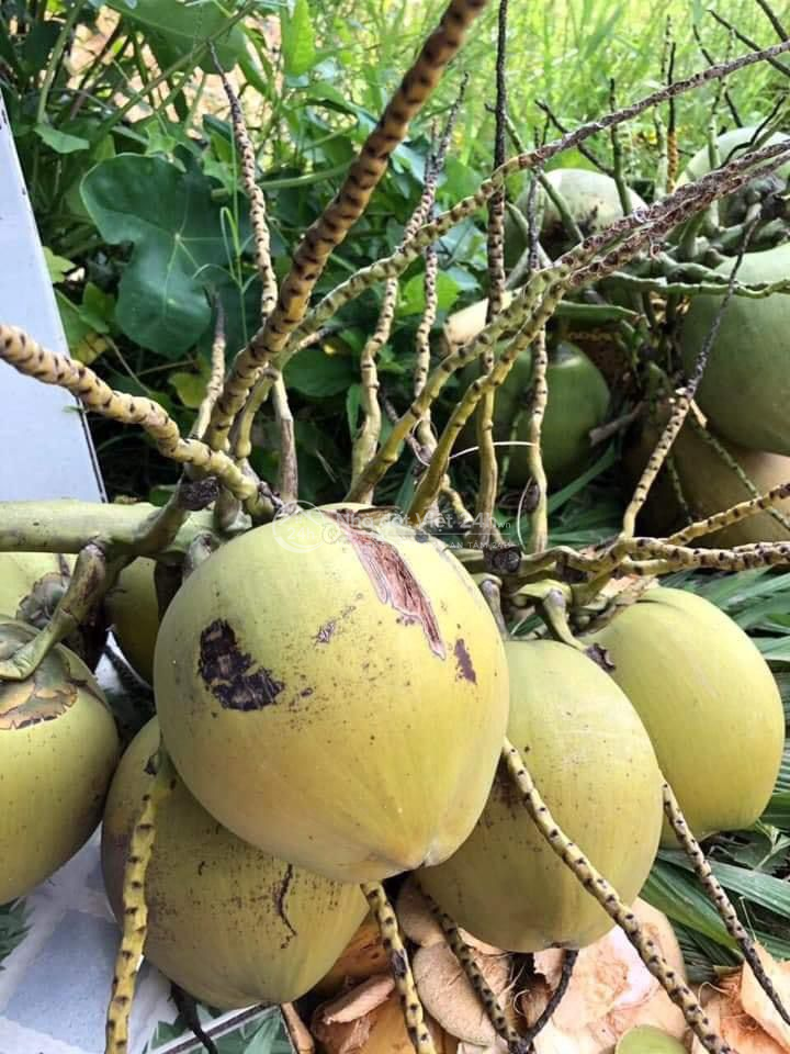 Bán đất xã Tân Trung, Gò Công, Tiền Giang + tặng thêm 1 căn nhà cấp 4