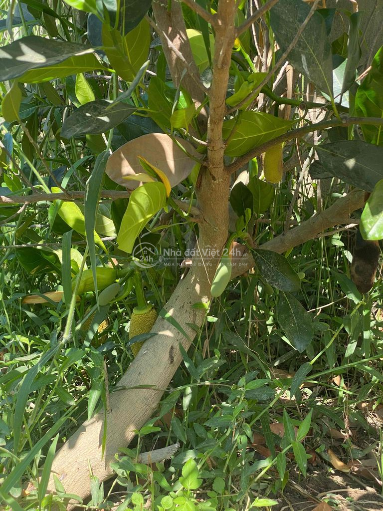 đất phước thiện siêu đẹp siêu rẻ