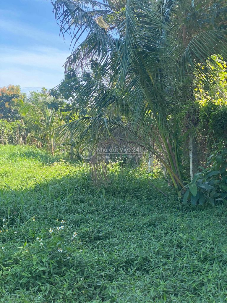 đất phước thiện siêu đẹp siêu rẻ