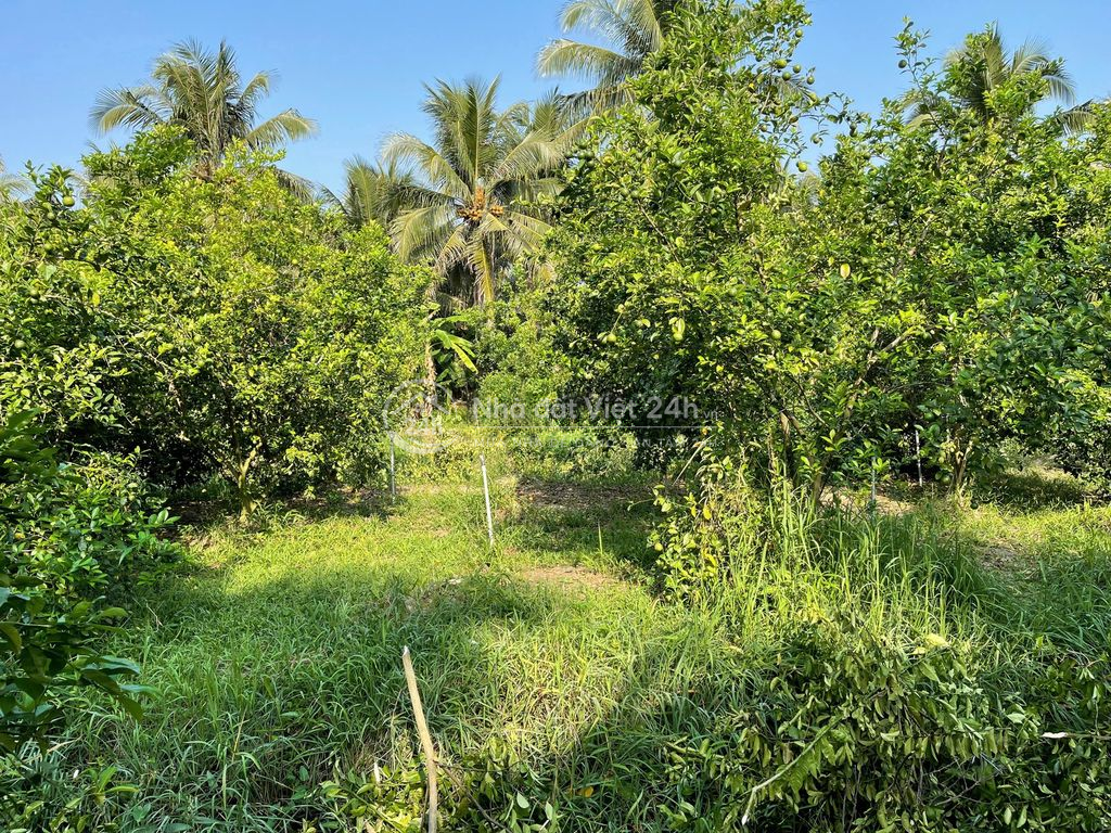 Bán Đất Long Hưng, Tiền Giang, Đồng Tháp. 17,56mx 27m= 474m, đường ôtô