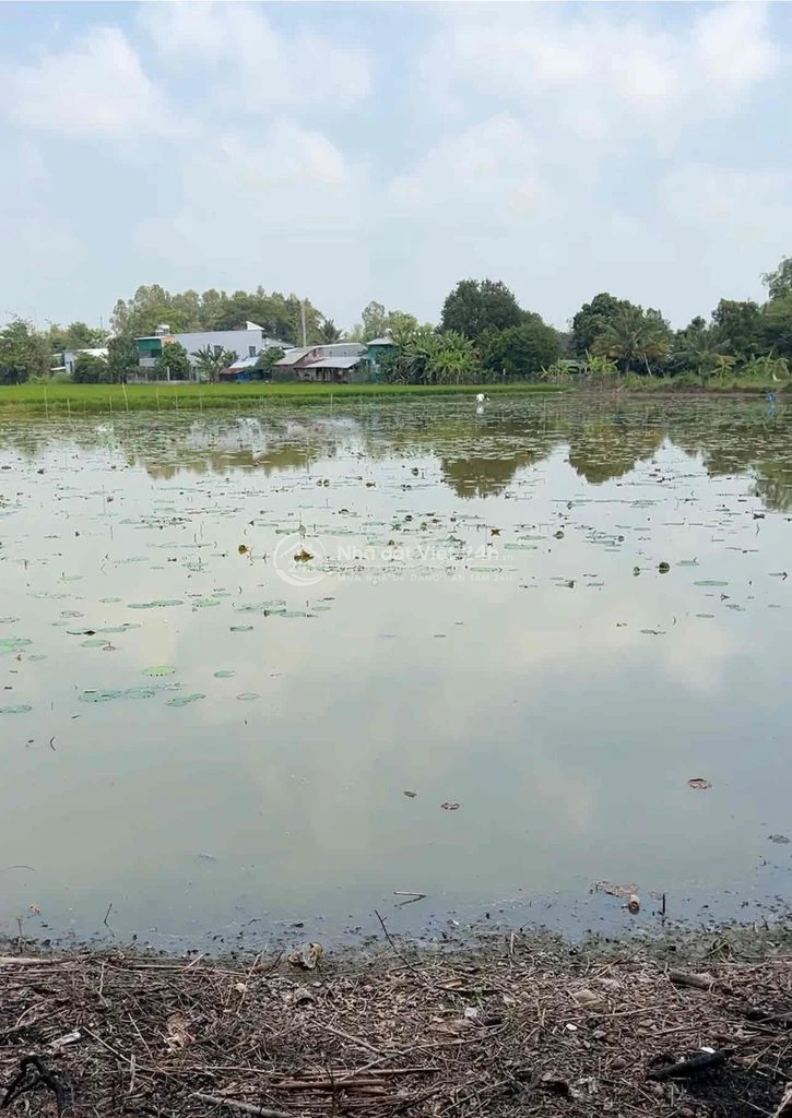 cần bán 7000m2 đất lúa gần cầu cái đôi