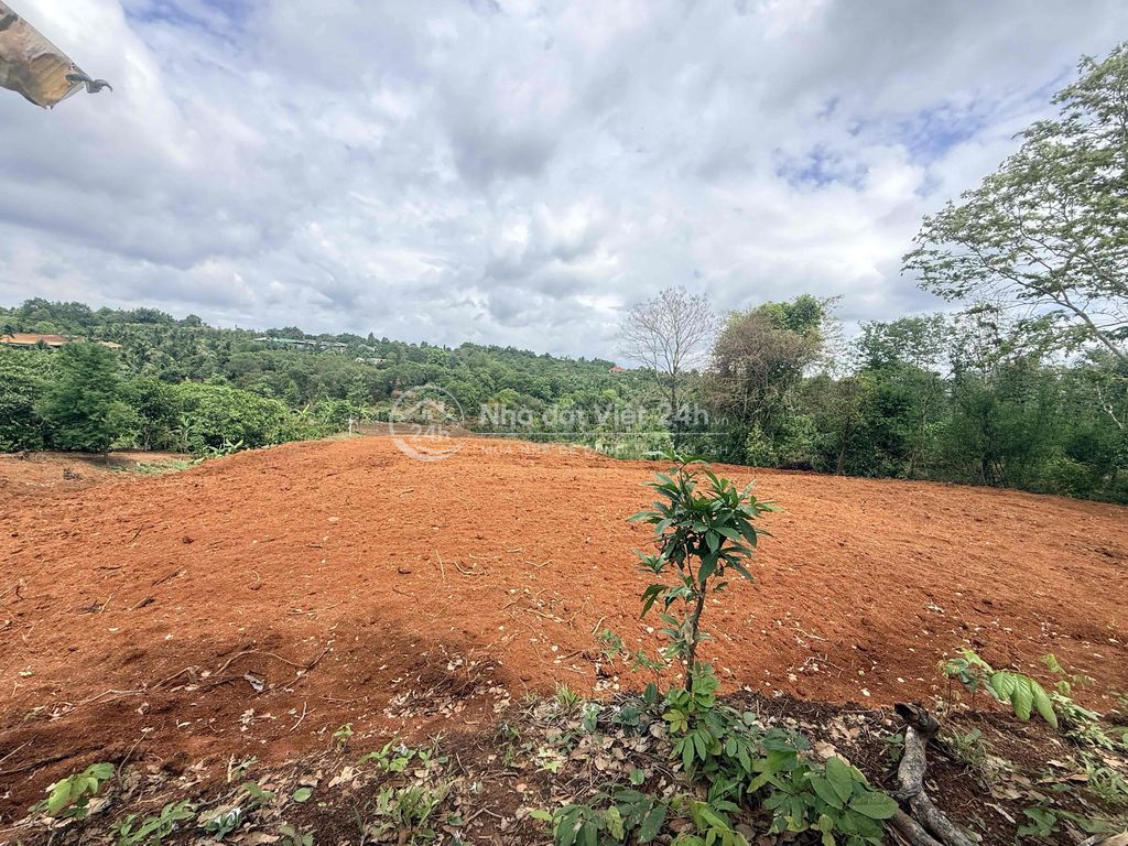 5,5 sào đất đỏ bazan giáp ph. Thành Nhất chỉ 260tr/sào cách phố 12km