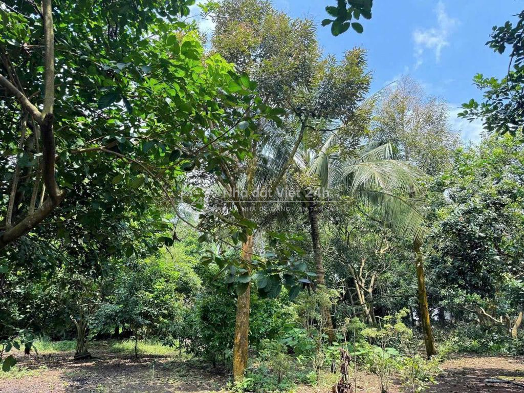 Đất vườn kèm nhà diện tích 480m2