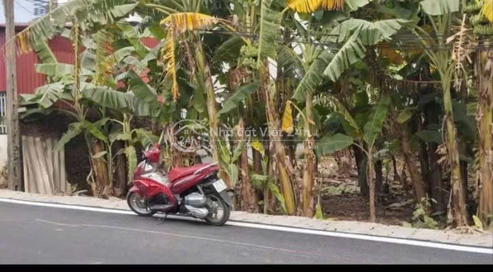 LÔ ĐẤT FULL THỔ CƯ THÔN TỬ LÝ- ĐÔNG NINH- KHOÁI CHÂU - HƯNG YÊN( cũ)
