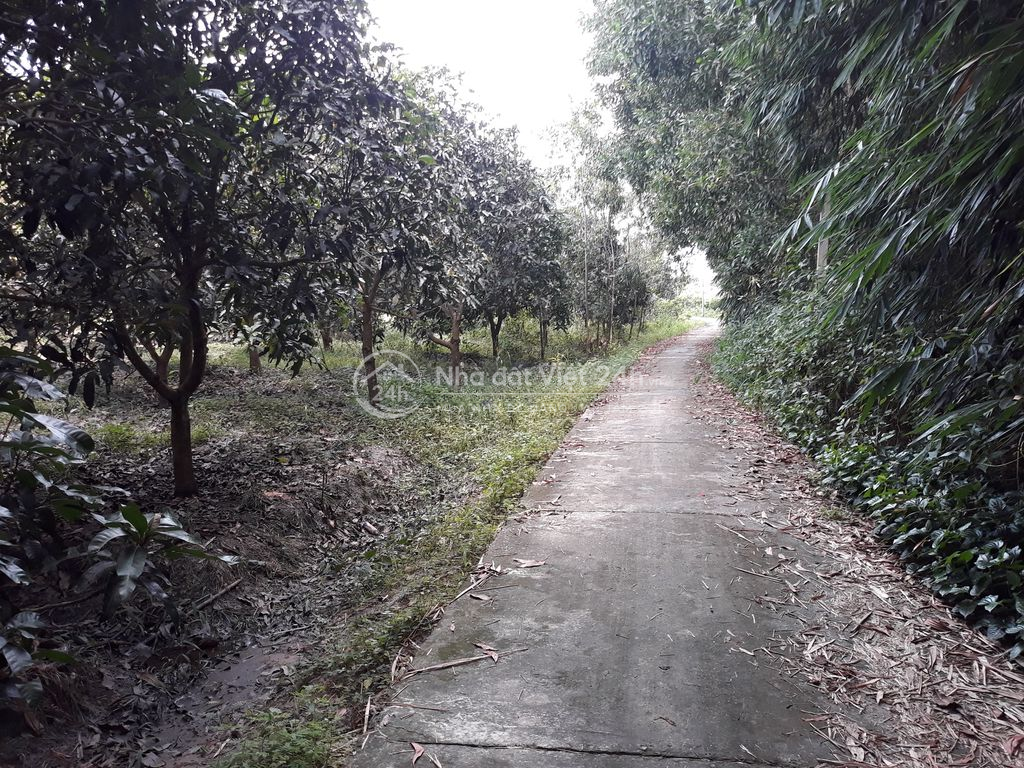 Cho thuê vườn cây ăn trái và nhà tại chợ sông xoài Phú Mỹ
