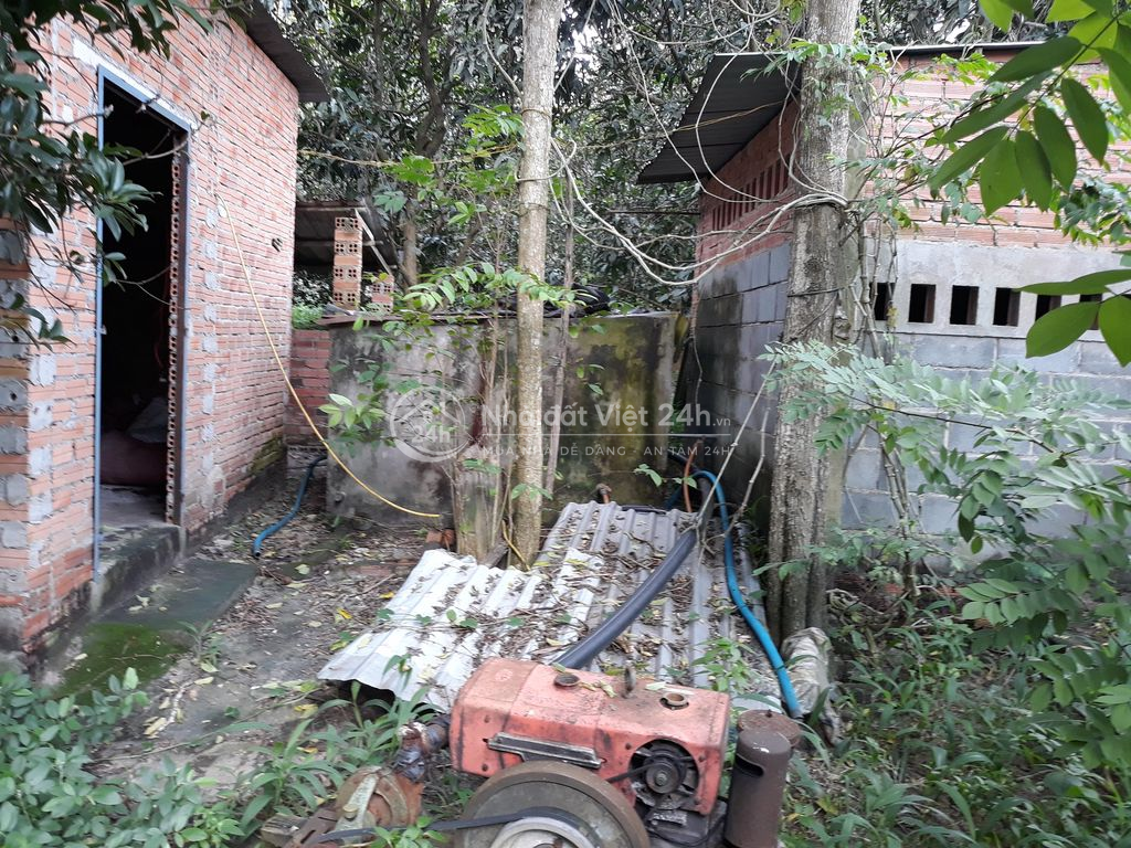 Cho thuê vườn cây ăn trái và nhà tại chợ sông xoài Phú Mỹ