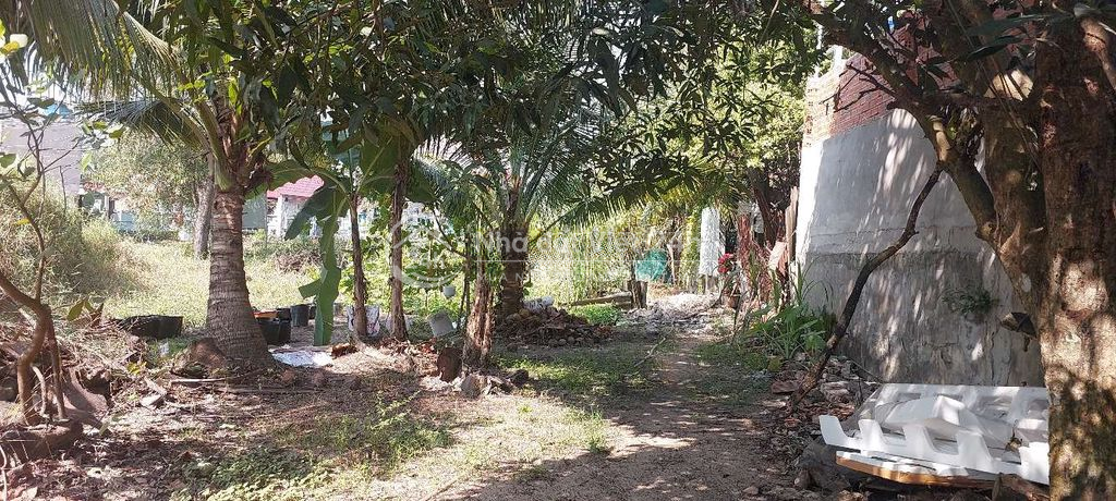 📢🎉CHO THUÊ ĐẤT DTSD : 2300M2 TẠI XÃ MỸ HẠNH BẮC - ĐỨC HÒA - LONG AN