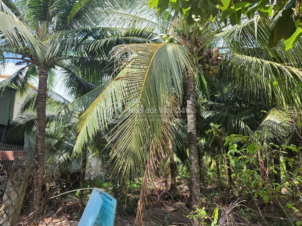 NỀN MẶT TIỀN ĐƯỜNG VÀNH ĐAI CÓ THỔ CƯ