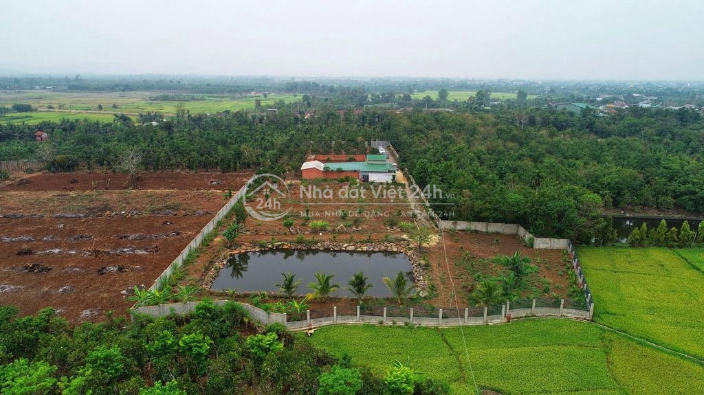 6,5 sào view ruộng mênh mông ngay chợ Đoàn Kết Hoà Khánh 3,9 tỷ