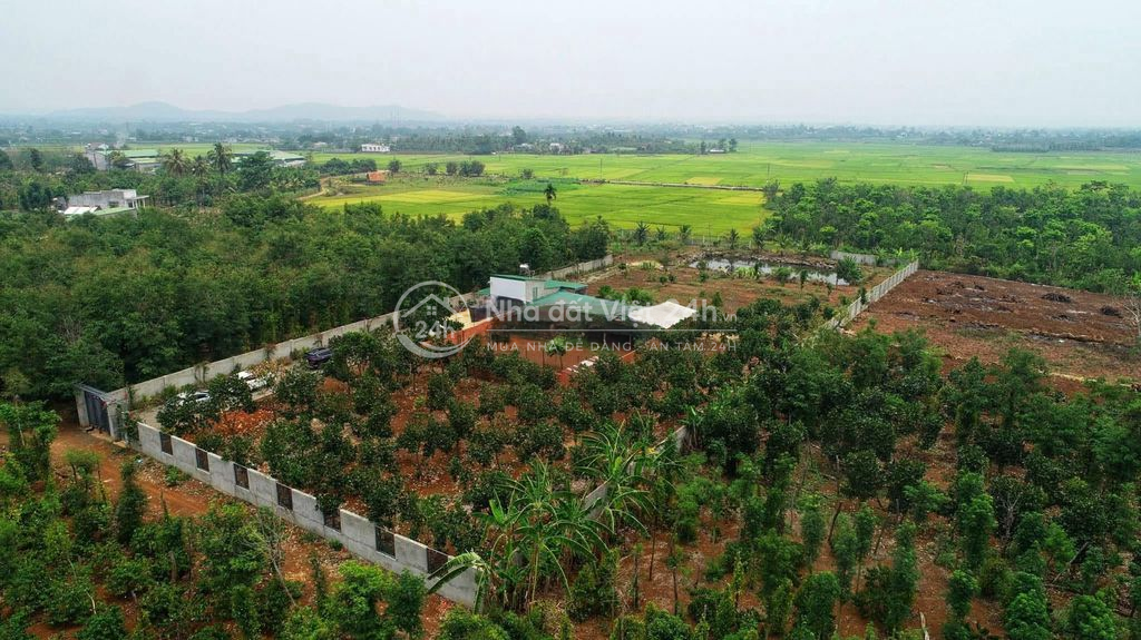 6,5 sào view ruộng mênh mông ngay chợ Đoàn Kết Hoà Khánh 3,9 tỷ