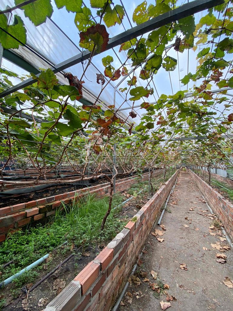 BÁN NHÀ VƯỜN 1400M2 ĐƯỜNG 36 BẾN ĐÒ LINH ĐÔNG