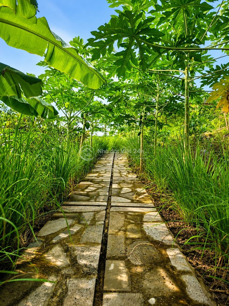 Đất vườn săn mây đẹp như Đà Lạt nằm gần hồ Trị An, xã La Ngà. 989triệu
