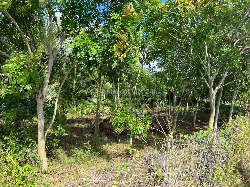 974992213 cần vốn bán nhanh lô đất ở xã Nhị Hà, Ninh Thuận.