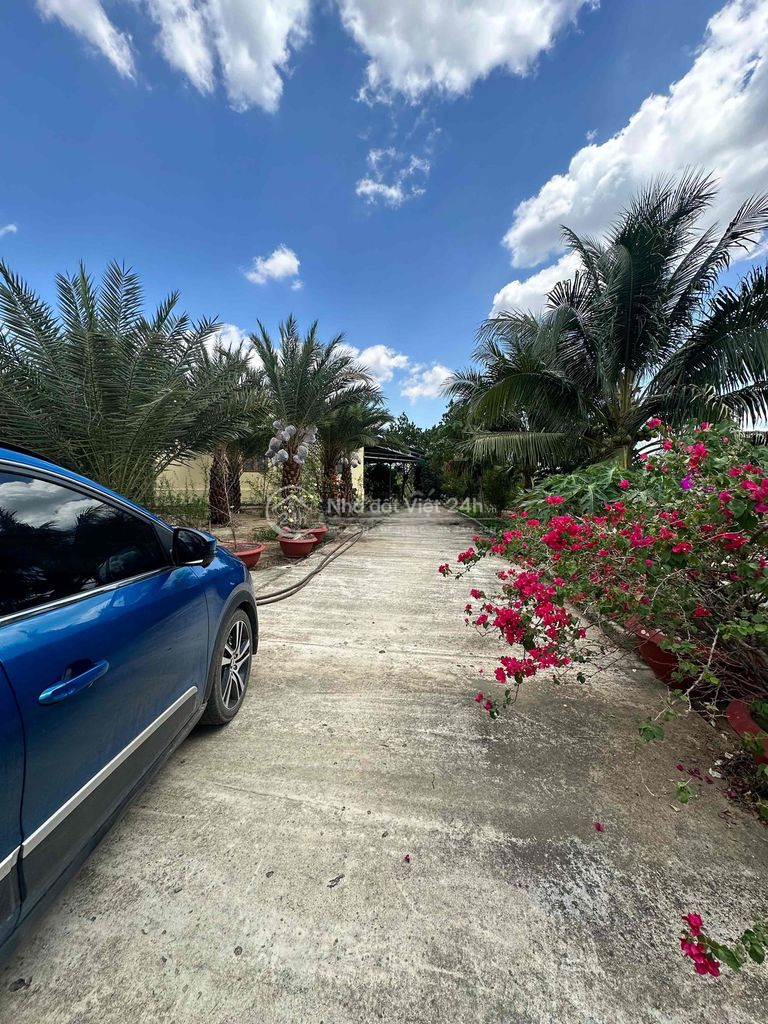Bán đất sân vườn có villa mini trồng full cây ăn trái