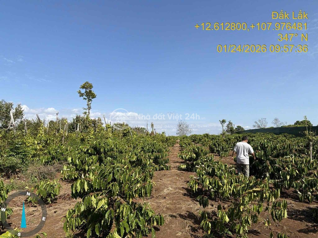 4,8 sào gần trường Đoàn Kết Quốc Lộ 14 giá 650/sào nguồn thu sẵn