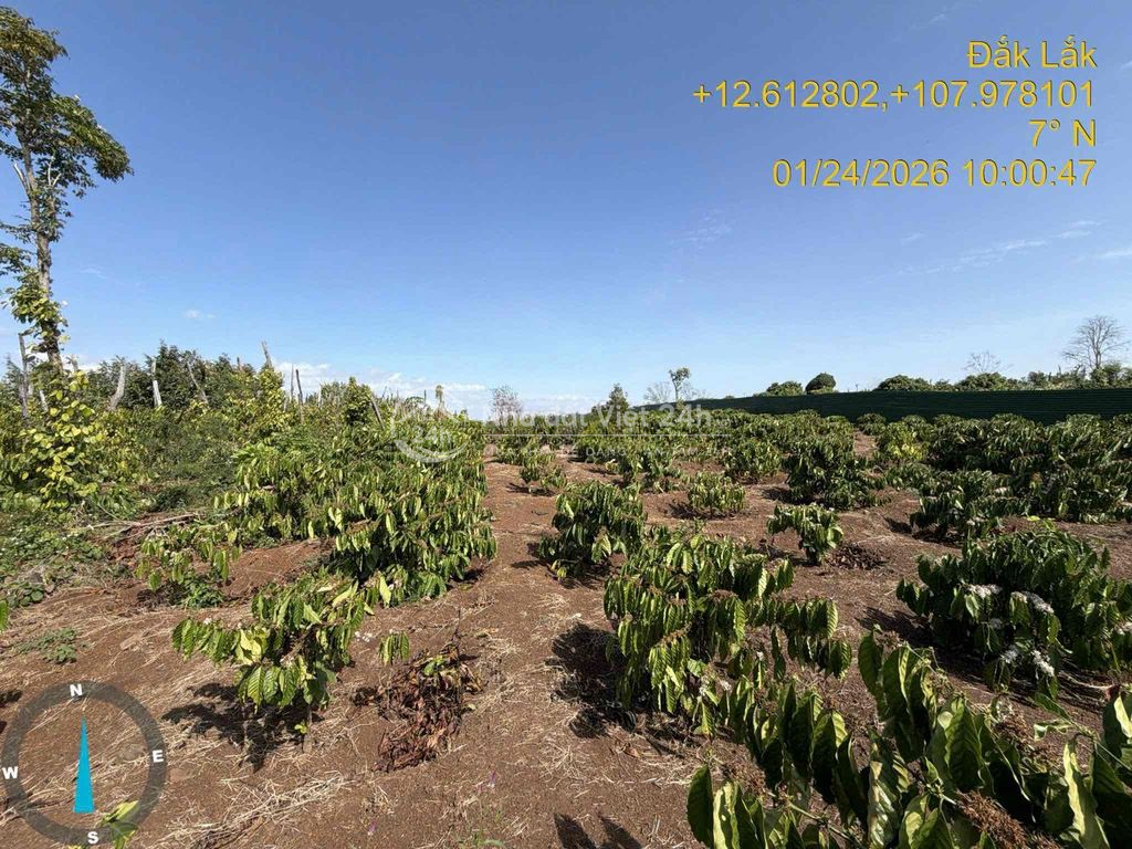 4,8 sào gần trường Đoàn Kết Quốc Lộ 14 giá 650/sào nguồn thu sẵn