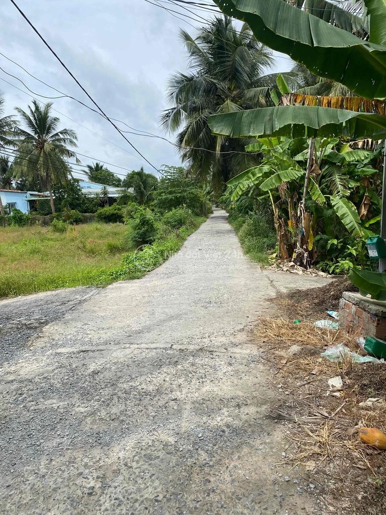 Đất vườn dừa đang thu hoạch