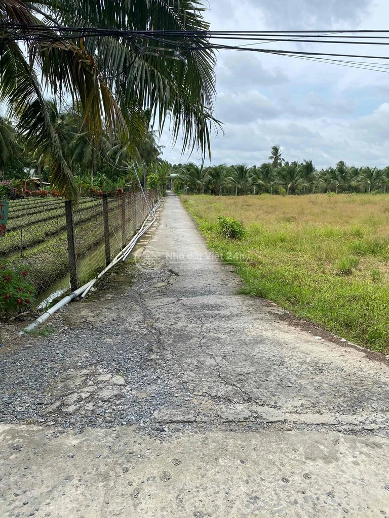 Đất vườn dừa đang thu hoạch