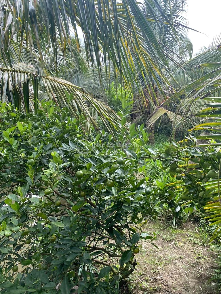 Đất vườn dừa đang thu hoạch