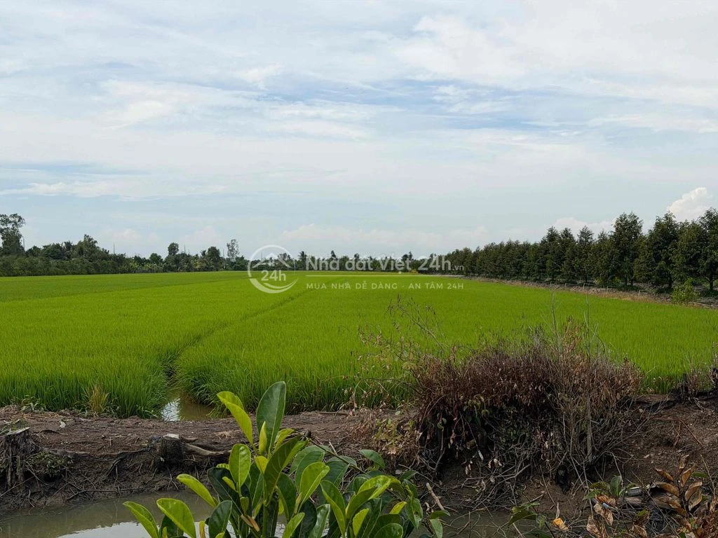 BÁN ĐẤT TRỒNG LÚA KÊNH 500 XÃ ĐỐC BINH KIỀU
