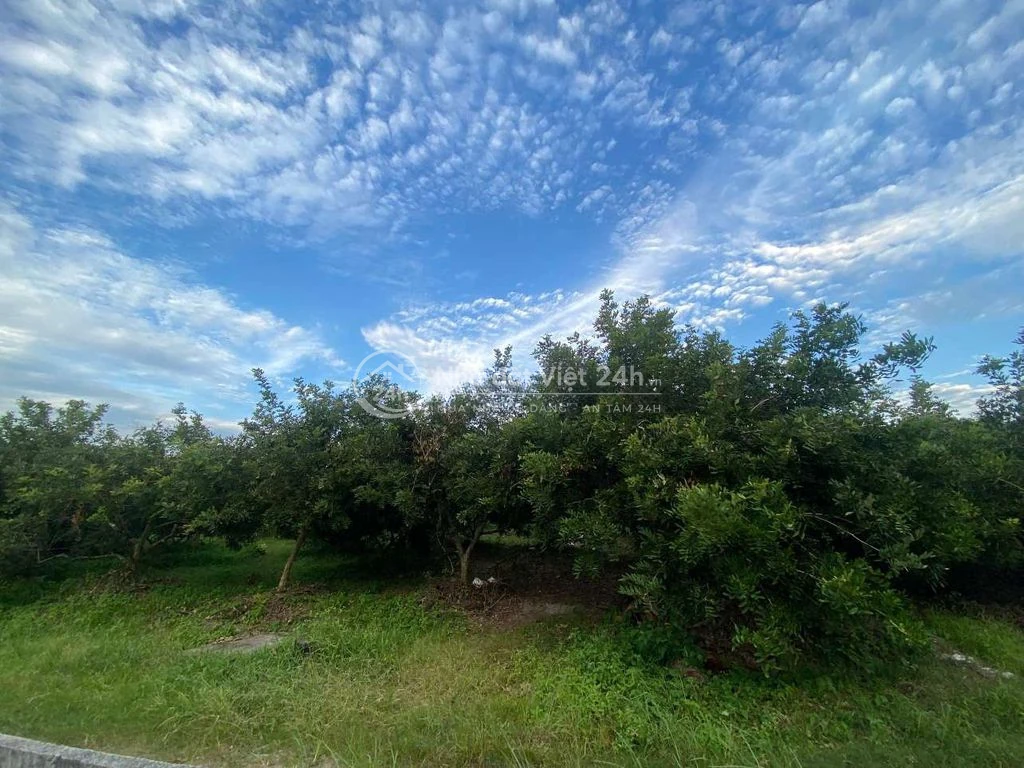 CHÍNH CHỦ BÁN ĐẤT CÂY LÂU NĂM Ở TÂY NINH