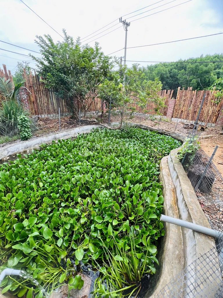cần bán căn nhà vườn tâm huyết tại thôn hoà phước, xã hoà phú