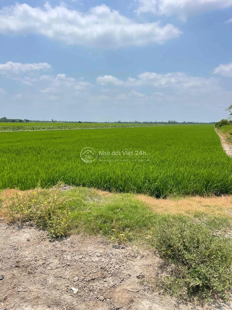 cần bán gấp đất Đồng Tháp
