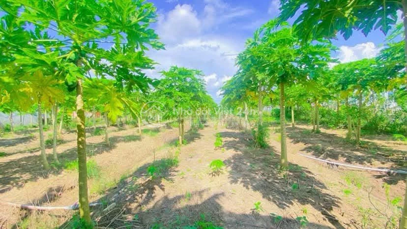 Cho thuê đất 10.000 m2 mặt tiền Nguyễn Văn Linh 20 triệu
