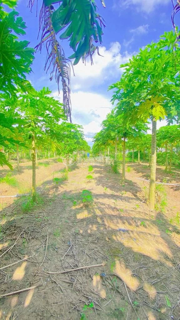 Cho thuê đất 10.000 m2 mặt tiền Nguyễn Văn Linh 20 triệu